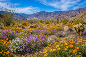 Desert wildflowers blooming in California with mountain scenery